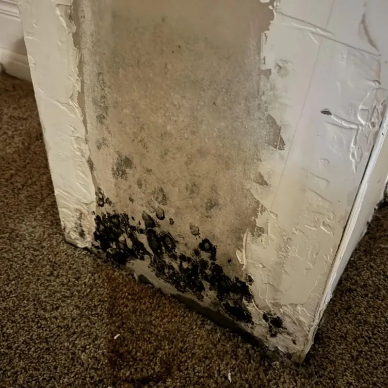 Professional Mold Removal in Lindon, UT